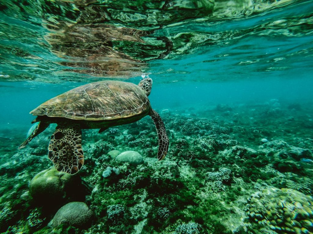 морска костенурка